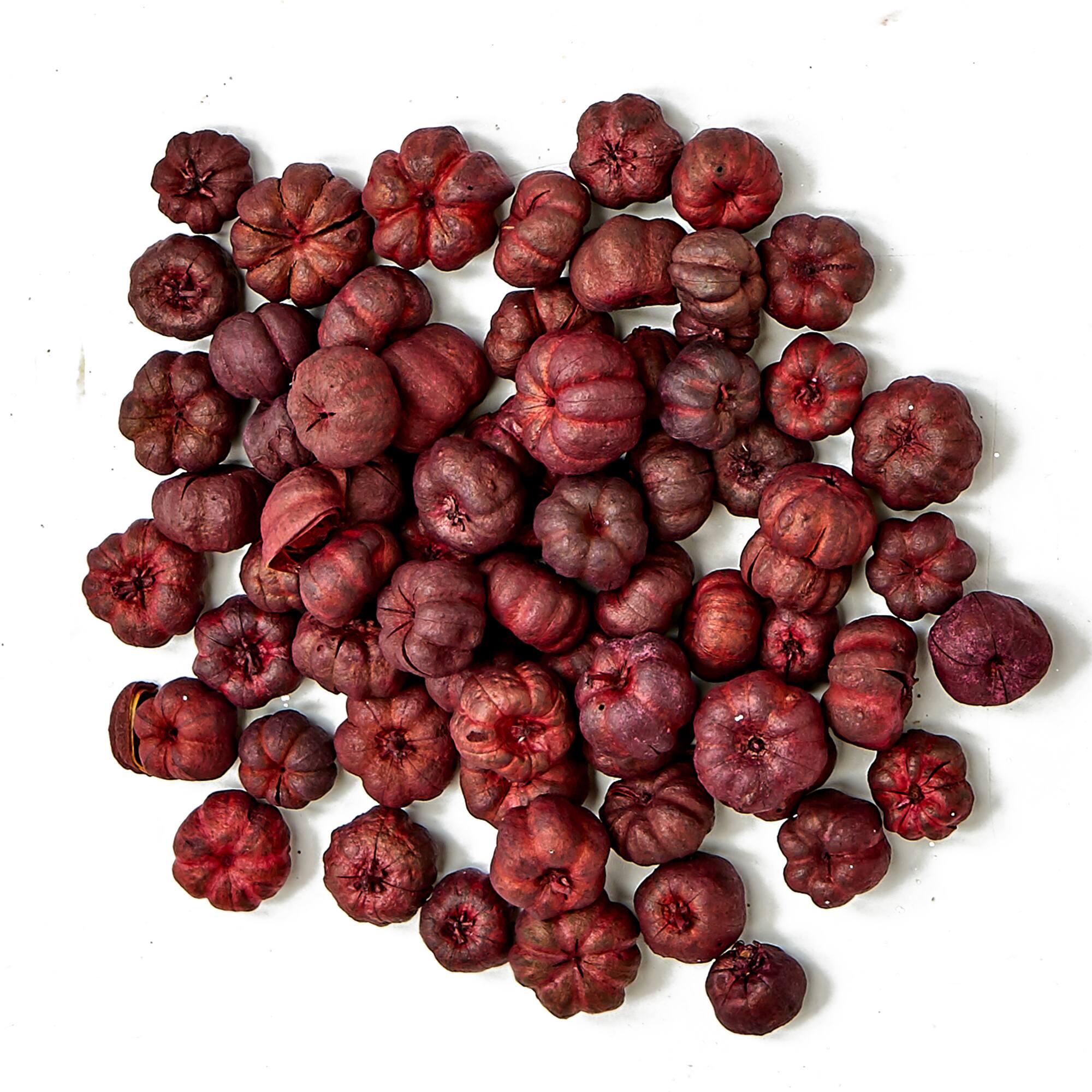 Natural Botanical Mini Pumpkin Putka Pods